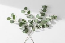 Load image into Gallery viewer, Eucalyptus Premium Scented Cured Aroma Beads