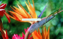 Load image into Gallery viewer, Birds of Paradise Premium Scented Aroma Beads