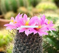 Load image into Gallery viewer, Baja Cactus Premium Scented Aroma Beads