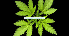 Load image into Gallery viewer, Mary Jane Premium Scented Cured Aroma Beads