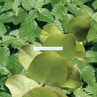 Load image into Gallery viewer, Eucalyptus and Spearmint Premium Scented Cured Aroma Beads