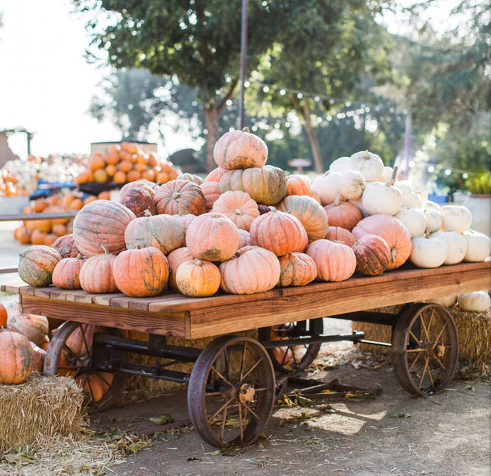 Mahogany Pumpkin Premium Scented Cured Aroma Beads